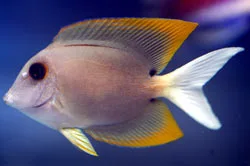 Tomini-kirurgfisk (Ctenochaetus tominiensis)